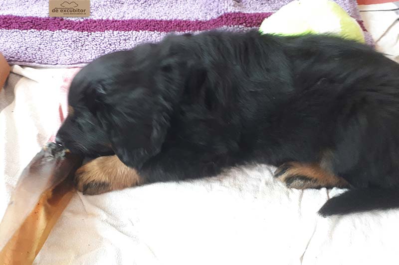 G-Wurf_Fotogalerie_7Woche_800x533_0012