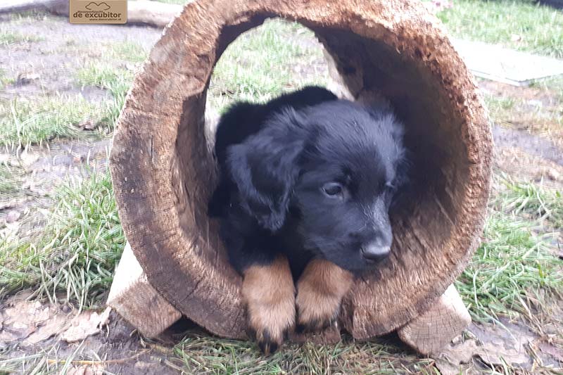 G-Wurf_Fotogalerie_7Woche_800x533_0013