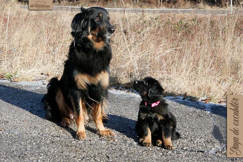 G-Wurf_Fotogalerie_Abschied_Gaya_800x533_9Woche_20220118