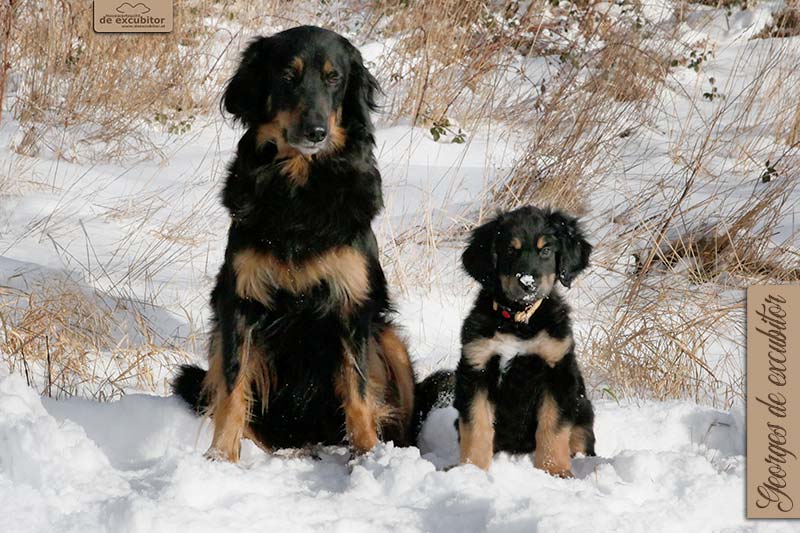 G-Wurf_Fotogalerie_Abschied_Georges_800x533_9Woche_20220121