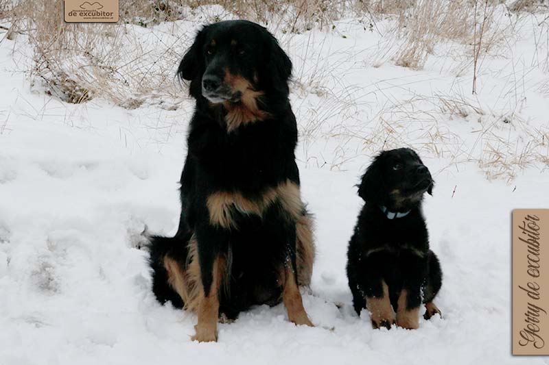 G-Wurf_Fotogalerie_Abschied_Gerry_800x533_9Woche_20220122