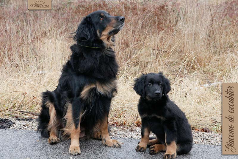 G-Wurf_Fotogalerie_Abschied_Giacomo_800x533_9Woche_20220202