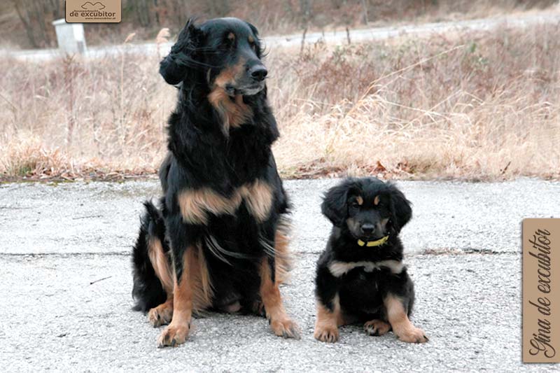 G-Wurf_Fotogalerie_Abschied_Gina_800x533_9Woche_20220117