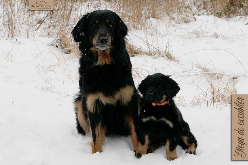 G-Wurf_Fotogalerie_Abschied_Gioya_800x533_9Woche_20220123