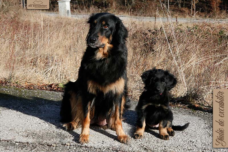 G-Wurf_Fotogalerie_Abschied_Giulie_800x533_9Woche_20220119