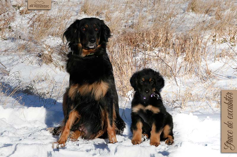 G-Wurf_Fotogalerie_Abschied_Grace_800x533_9Woche_20220121