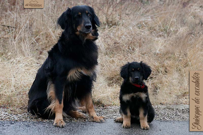 G-Wurf_Fotogalerie_Abschied_Guiseppe_800x533_9Woche_20220202