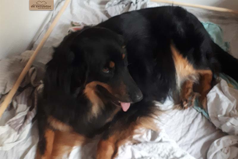 G-Wurf_Fotogalerie_Geburt_800x533_0001