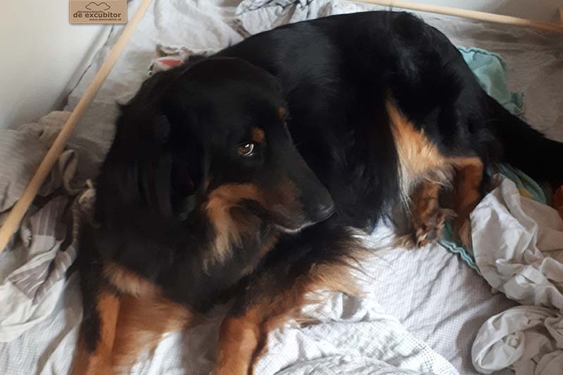 G-Wurf_Fotogalerie_Geburt_800x533_0002