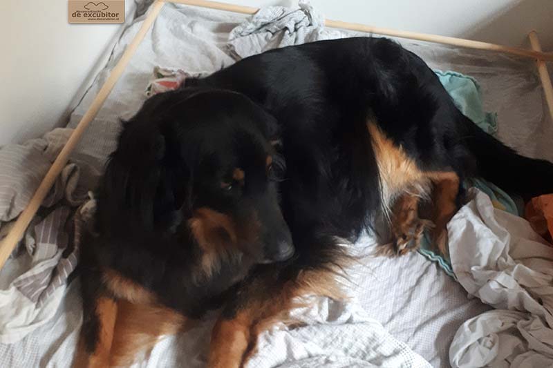 G-Wurf_Fotogalerie_Geburt_800x533_0003