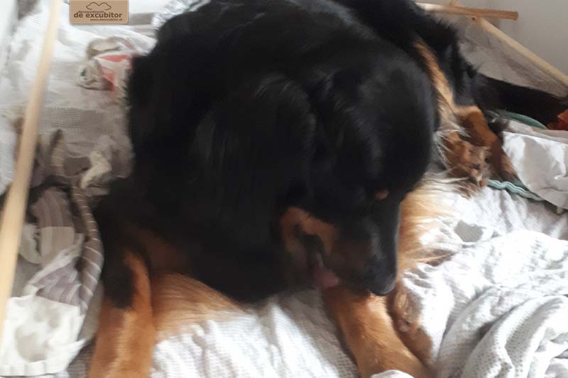 G-Wurf_Fotogalerie_Geburt_800x533_0004