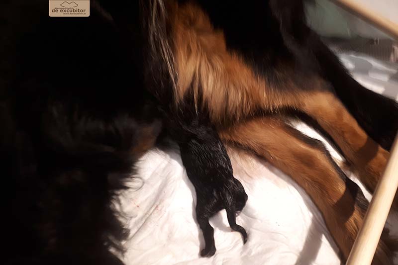 G-Wurf_Fotogalerie_Geburt_800x533_0005