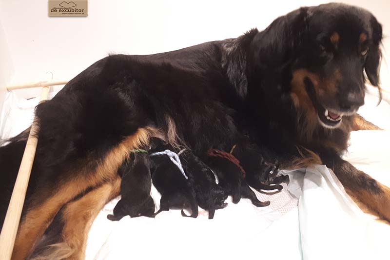 G-Wurf_Fotogalerie_Geburt_800x533_0006