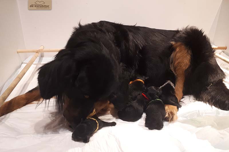 G-Wurf_Fotogalerie_Geburt_800x533_0007