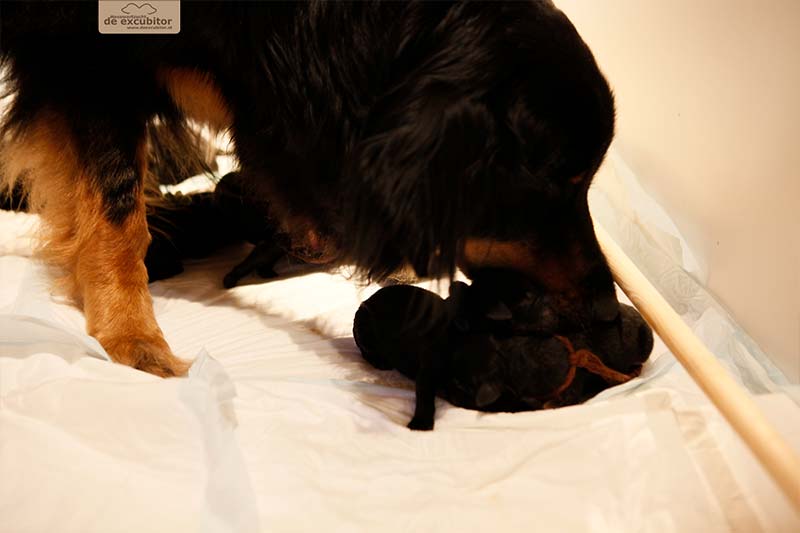 G-Wurf_Fotogalerie_Geburt_800x533_0008