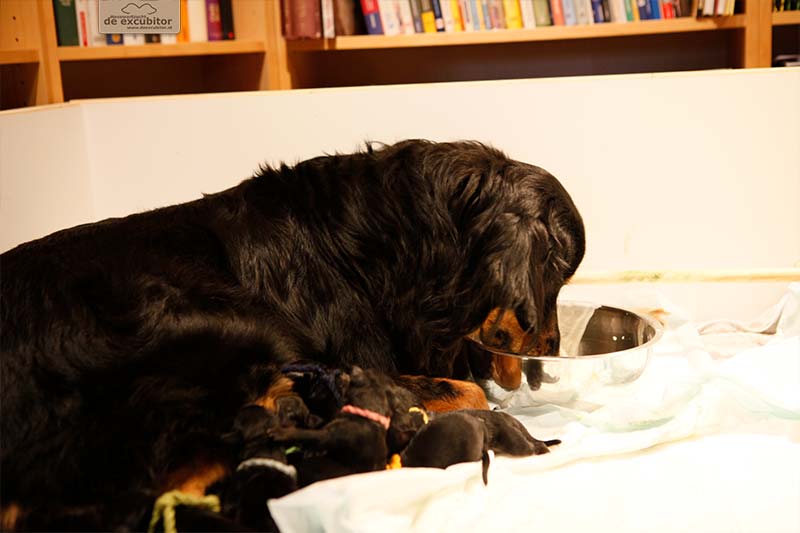 G-Wurf_Fotogalerie_Geburt_800x533_0009