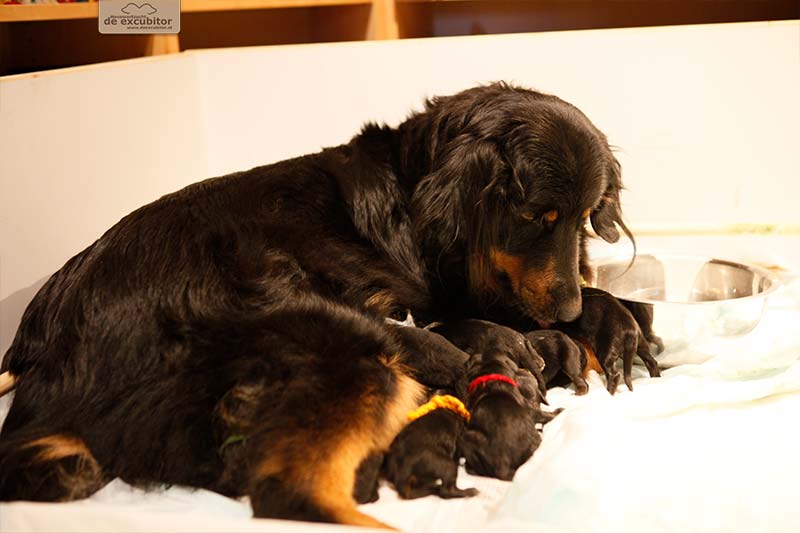 G-Wurf_Fotogalerie_Geburt_800x533_0010