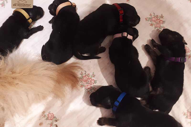 H-Wurf_Fotogalerie_1Woche_800x533_001