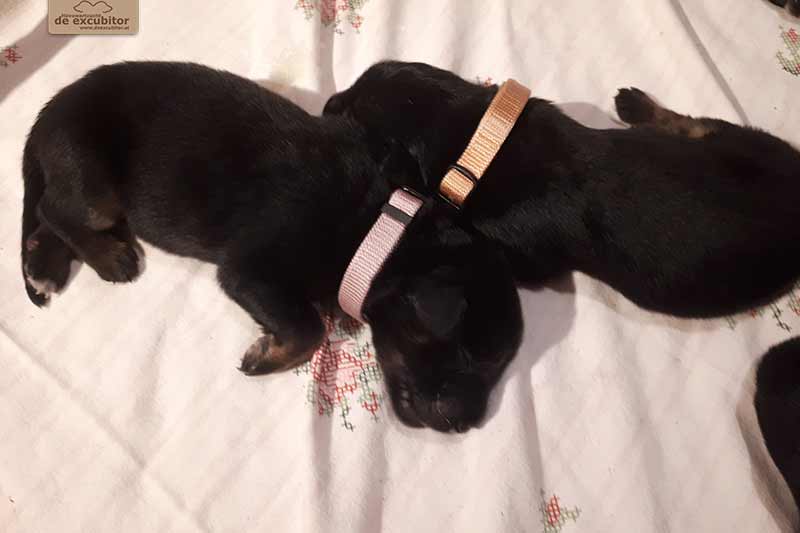 H-Wurf_Fotogalerie_1Woche_800x533_002