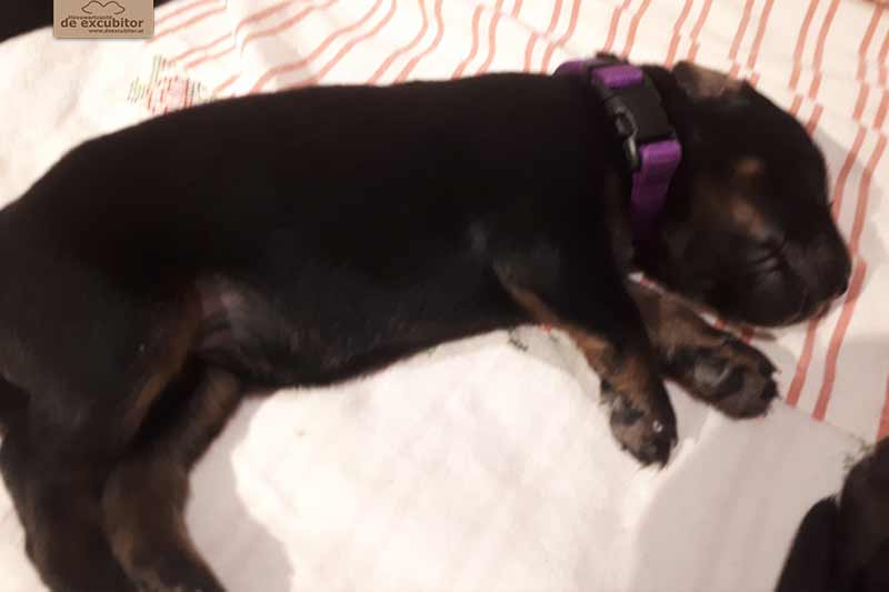 H-Wurf_Fotogalerie_1Woche_800x533_003