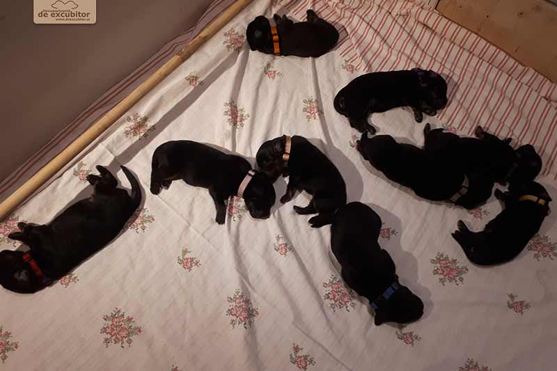 H-Wurf_Fotogalerie_1Woche_800x533_004