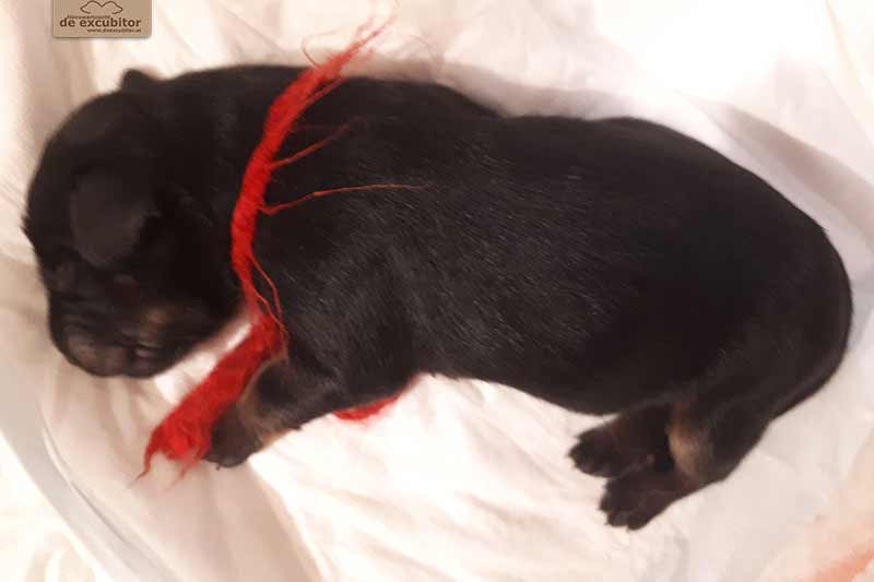 H-Wurf_Fotogalerie_1Woche_800x533_007