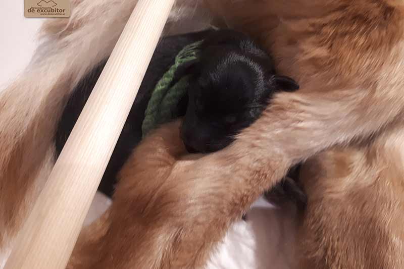 H-Wurf_Fotogalerie_1Woche_800x533_008