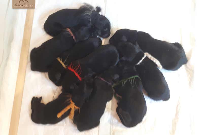 H-Wurf_Fotogalerie_1Woche_800x533_012