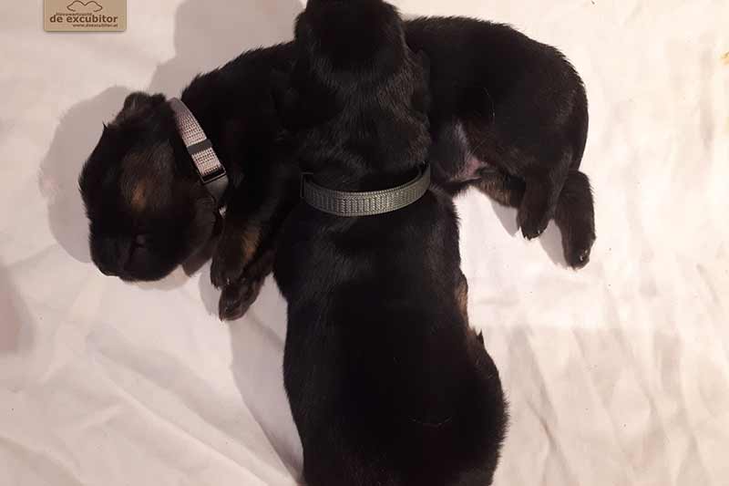 H-Wurf_Fotogalerie_2Woche_800x533_001