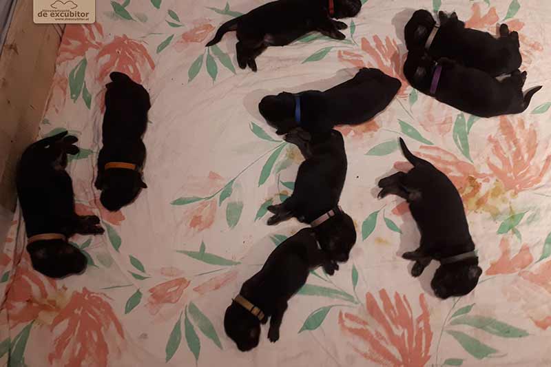 H-Wurf_Fotogalerie_2Woche_800x533_005