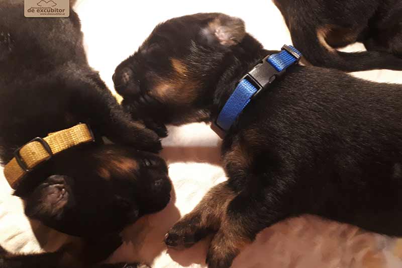 H-Wurf_Fotogalerie_2Woche_800x533_008