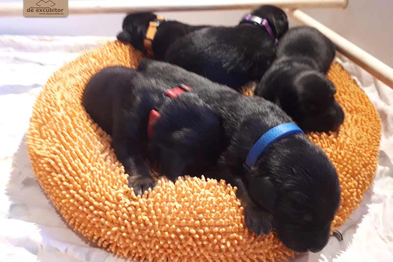 H-Wurf_Fotogalerie_2Woche_800x533_010