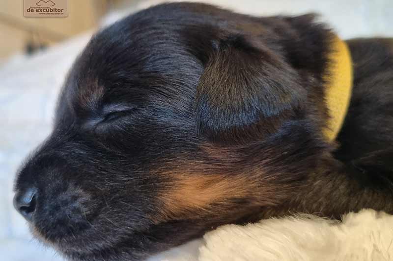 H-Wurf_Fotogalerie_3Woche_800x533_001