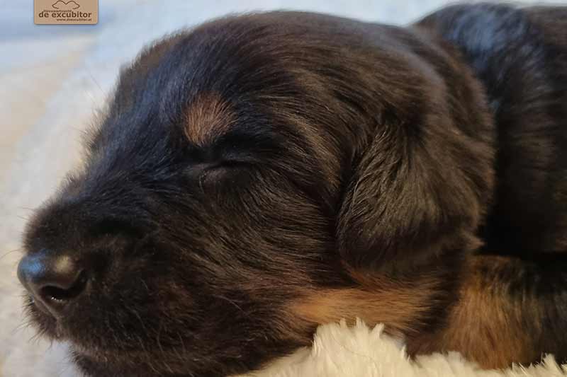 H-Wurf_Fotogalerie_3Woche_800x533_002