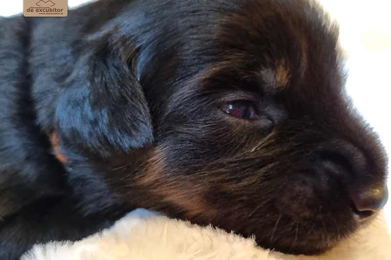 H-Wurf_Fotogalerie_3Woche_800x533_004