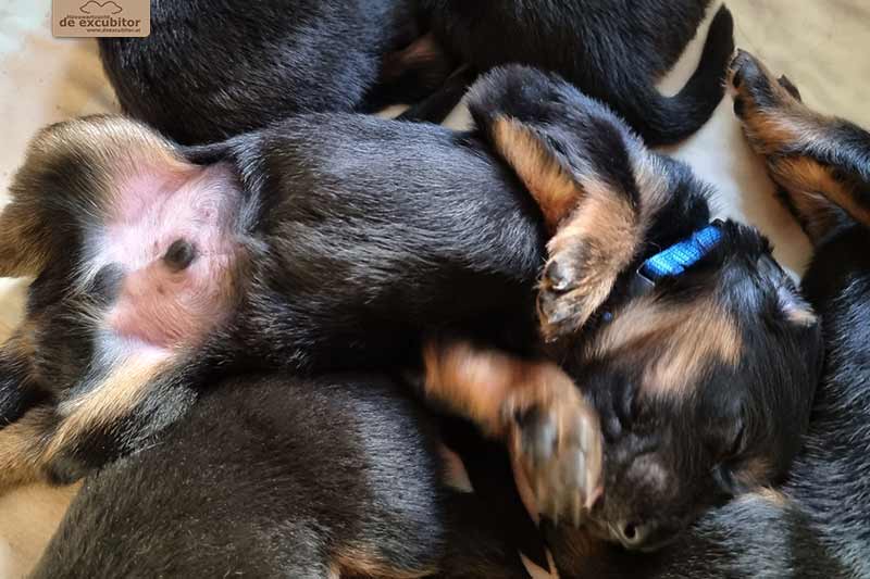 H-Wurf_Fotogalerie_3Woche_800x533_005