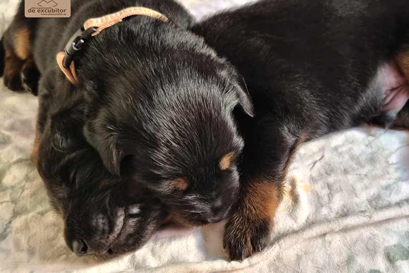 H-Wurf_Fotogalerie_3Woche_800x533_006