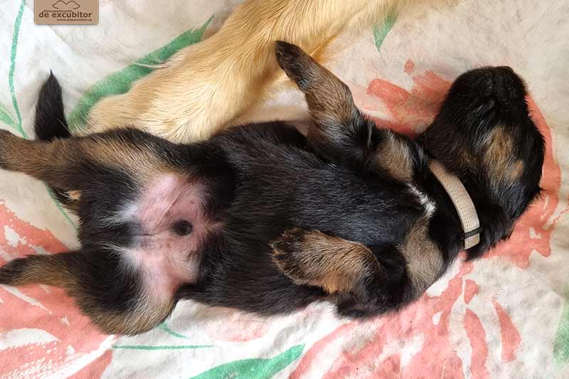 H-Wurf_Fotogalerie_3Woche_800x533_007