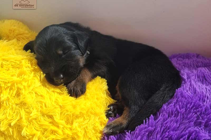 H-Wurf_Fotogalerie_3Woche_800x533_009