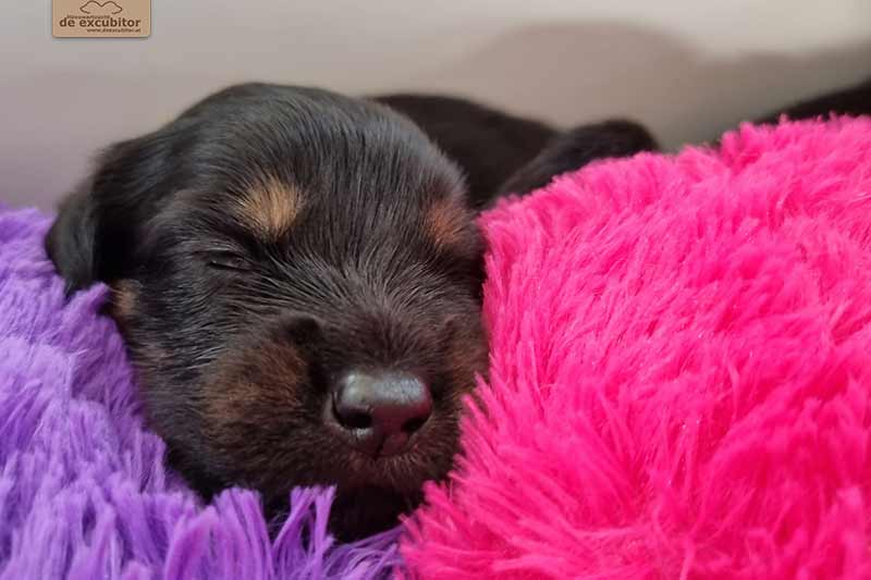 H-Wurf_Fotogalerie_3Woche_800x533_010