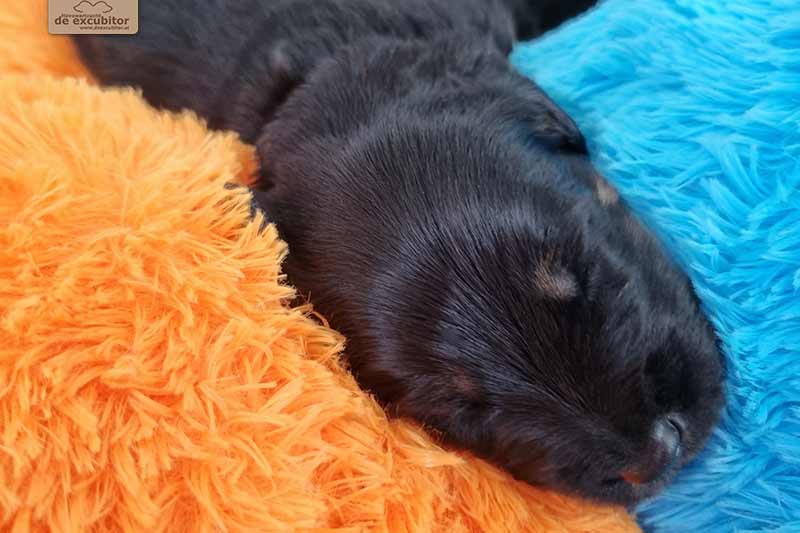 H-Wurf_Fotogalerie_3Woche_800x533_012