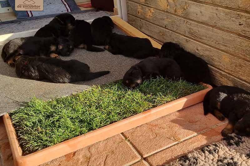 H-Wurf_Fotogalerie_4Woche_800x533_001