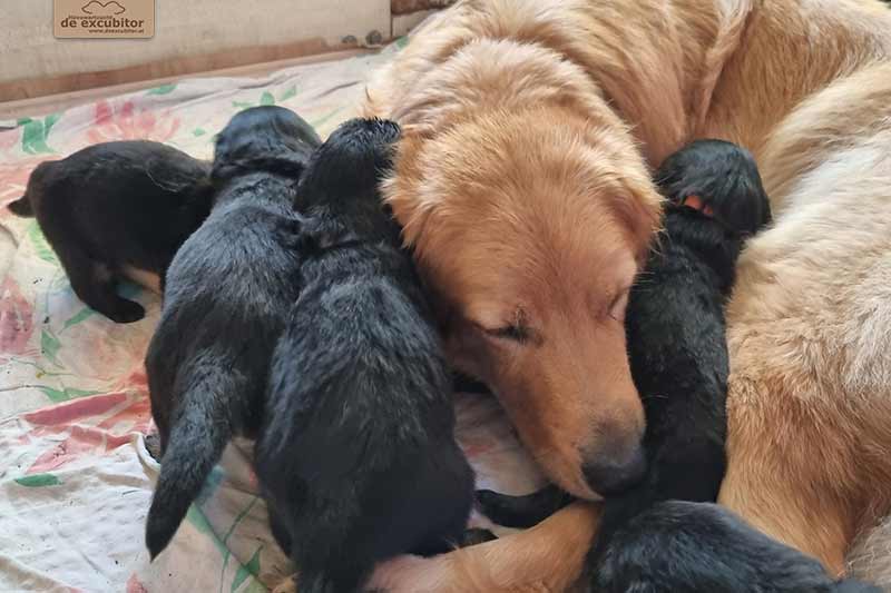 H-Wurf_Fotogalerie_4Woche_800x533_003