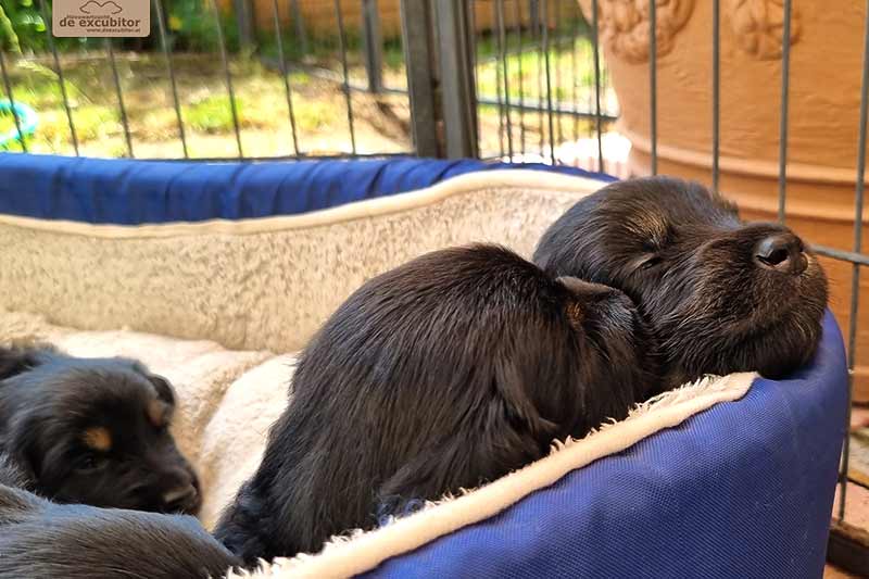 H-Wurf_Fotogalerie_4Woche_800x533_004