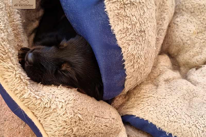 H-Wurf_Fotogalerie_4Woche_800x533_006