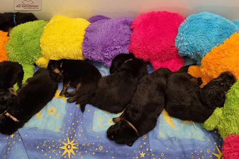 H-Wurf_Fotogalerie_4Woche_800x533_009