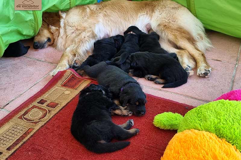 H-Wurf_Fotogalerie_4Woche_800x533_011