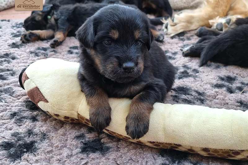 H-Wurf_Fotogalerie_4Woche_800x533_012