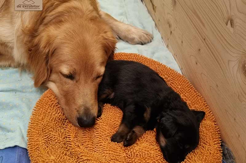 H-Wurf_Fotogalerie_4Woche_800x533_013