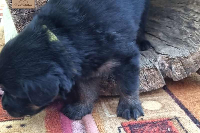 H-Wurf_Fotogalerie_4Woche_800x533_017